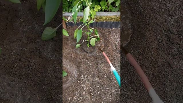 Первый полив после пересадки рассады. Сапропель. смотреть онлайн
