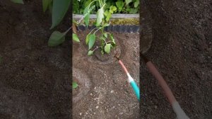 Первый полив после пересадки рассады. Сапропель.