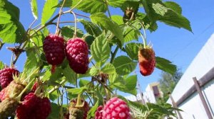 Малина Пшехиба. Крупноплодность, товарность, красота.