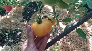 Томат ХУРМА! Дегустация и обзор любимого сорта на гряд