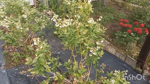 Как часто ПОЛИВАТЬ ГОЛУБИКУ!!! смотреть онлайн