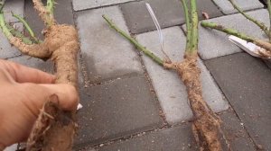 Розы из питомника Звягинцевых. Разочарование. Распако