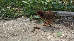 Как бороться с капустницей.