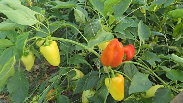 Очень ранний перец Джипси F1 и среднеранний Ариадни F1.
