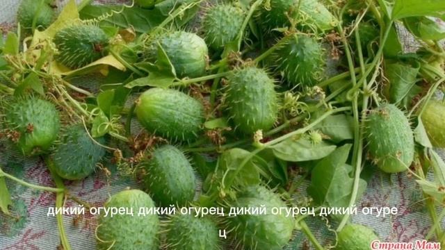 Дикий огурец 4 минуты