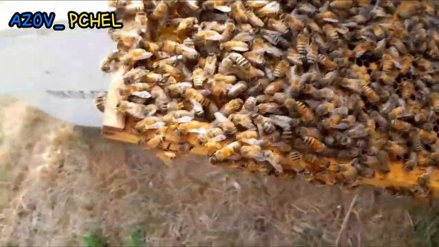 #бджоли Бакфаст не хоче іншу породу. Кліща ВАРРОА прак?