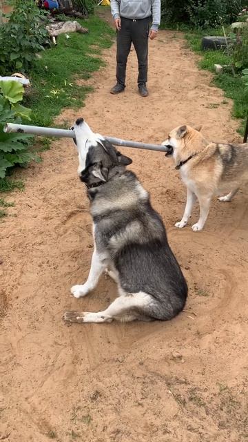 Трубу не поделили #хаски #щенок #собака #домашниеживотные #БрюликиЛиска #dog смотреть онлайн