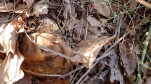 Цезарский гриб. Болезнь белых.