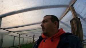 Выращивание зелени как бизнес или хобби. Зеленый лук и