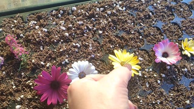 черенкую алиссум и остики, сентябрь 2024