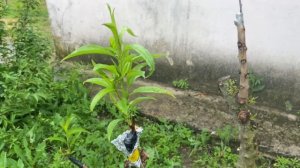 Ранняя прививка персика на горький мендаль. 26.05.2025.