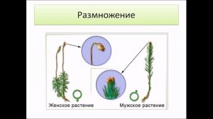 Мхи. Биология 5 класс.