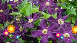 Клематис Романтика. Краткий обзор, описание характери