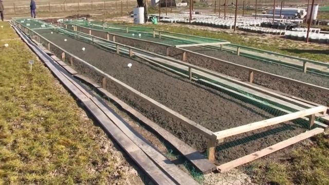 Видео 0009 Зеленоградский кедровый питомник обзор 29 мар