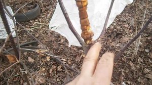 Прививки для размножения яблонь аблактировкой -выигр?