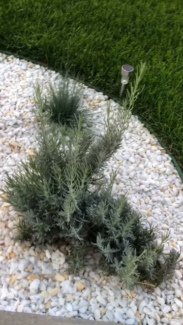 Лаванда вышла на повторное цветение в первый год посадки смотреть онлайн