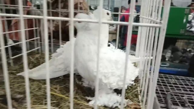 15.03.25 БОЛЬШАЯ ВЕСЕННЯЯ СБОРНАЯ ЯРМАРКА ГОЛУБЕЙ. ч. 1