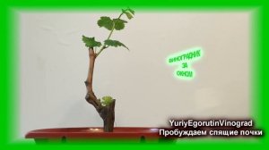 🍇 Как разбудить  спящие почки винограда. Как получить