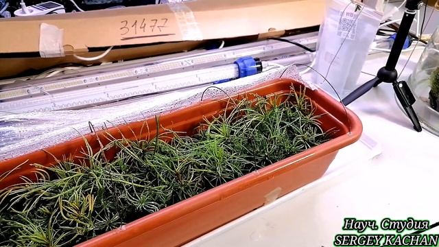 Как вырастить Кедр из орешка, 100% метод. смотреть онлайн