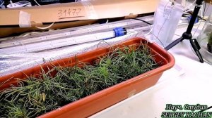 Как вырастить Кедр из орешка, 100% метод.