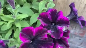 Петуния вегетативная Go! Tunia Cosmic Pink   Космик Пинк  Петуни