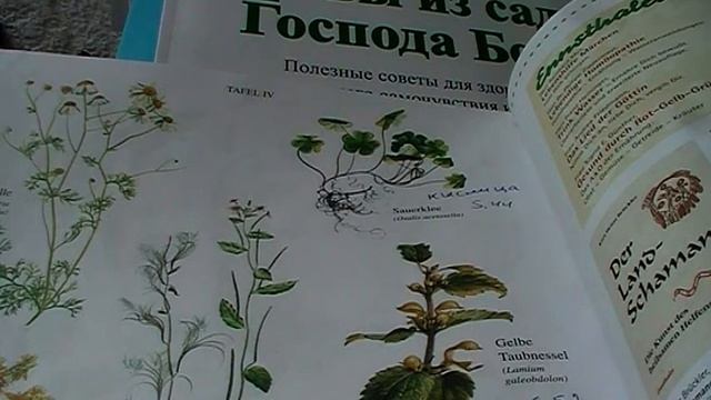 Кислица. Sauerklee. Lat.: Oxalis acetosella. Мария Требен. смотреть онлайн