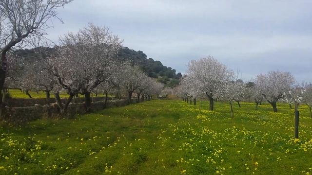 Свадьба на Майорке.Миндальные поля смотреть онлайн