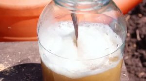 ✖️ Березовый деготь - лучшее средство от вредителей! ?
