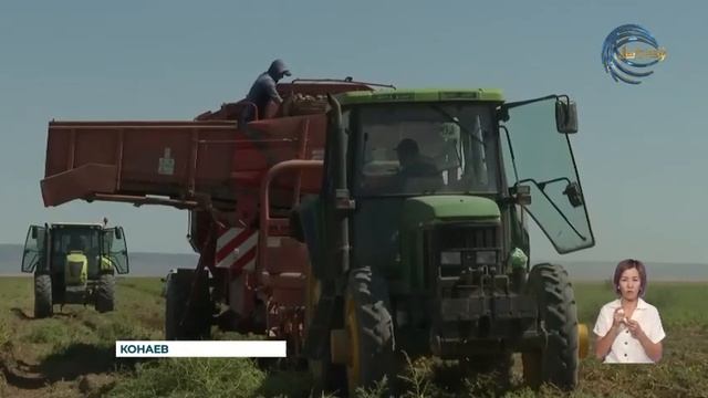 В городе Конаев продолжается осенний сбор урожая смотреть онлайн