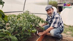 Как формировать низкорослые томаты