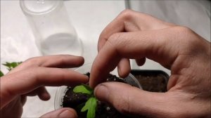 Прививка томата на подвой Граундфорс F1