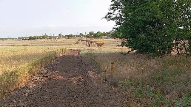 Взяток с деревьев закончился.Акация и гледичия сгорел