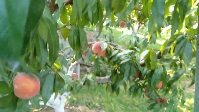 Динаміка дозрівання , урожайність кращих пізніх сорті смотреть онлайн