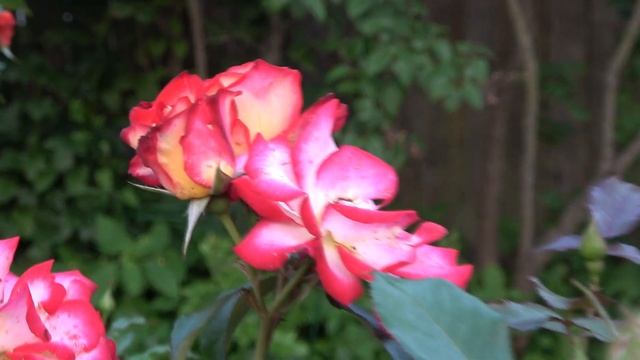 Мои штамбовые розы. Часть 1 смотреть онлайн