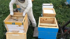 Делаю отводки без поиска матки