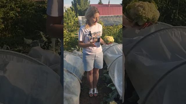 ☀️☀️☀️Вырастить цветную капусту легко! 🥬🥬🥬 смотреть онлайн