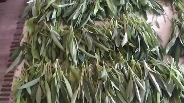 ШАЛФЕЙ - супер 👍 приправа #еда#шалфейсушим#приправа #к