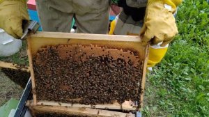 Добрый плотник. Приём дорогих маток . Облет F1. #пасека #?