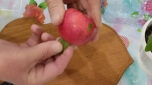 Выращивание саженцев из яблока.Эксперимент.