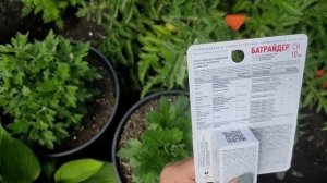 Хризантема мультифлора. Борьба с вредителями и болезн