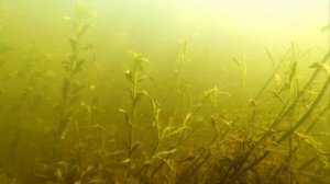 Подводная жизнь реки: флора и фауна под поверхностью