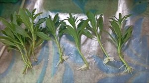 мои остики осенью.,как черенкую.