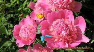 Пион травянистый Букет Перфект (paeonia) 🌿 обзор: как саж?