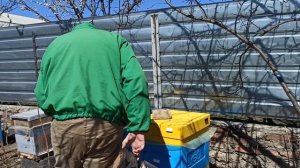 Как развиваются породы пчел весной. Карника с медом и ?