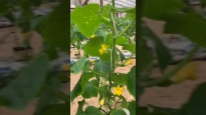 SOS!!!!! Короткое междоузлие в 3 теплице. Слабая корневая ?