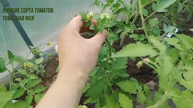 Томат Чесночный Рейсетомейт Томат путешественник смотреть онлайн