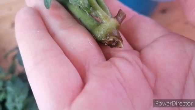 Огород круглый год. Что растёт на балконе. #огороднаба? смотреть онлайн