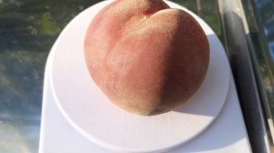 Персик Ред Хейвен