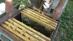 ОСОБЕННОСТЬ ПОРОДЫ ПЧЁЛ КАРНИКА.