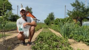 У СВЕКЛЫ КРАСНЕЮТ ЛИСТЬЯ? ВЫРАСТАЕТ МЕЛКОЙ? Что необхо
